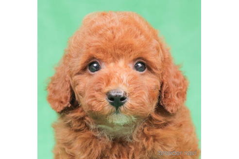 成約済の東京都のトイプードル-202123の2枚目